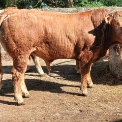 5 Pbr Bull