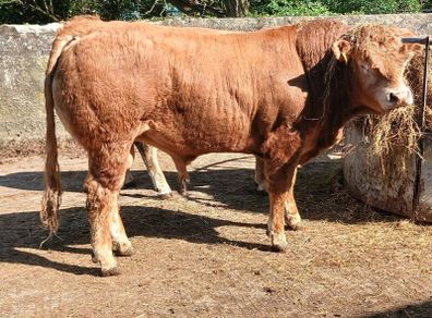 5 Pbr Bull