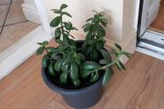 house plant