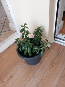 house plant