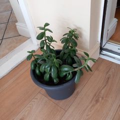 house plant