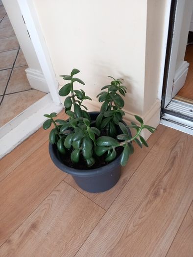 house plant