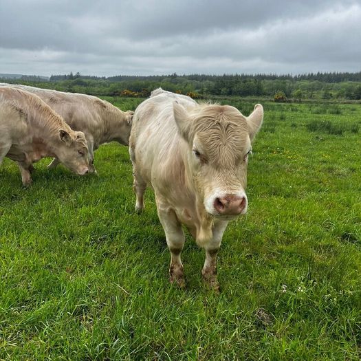 3 purebred registered charlaois bulls for sale