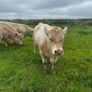 3 purebred registered charlaois bulls for sale Image 7