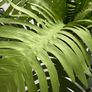 Artificial Houseplant x2 Image 2