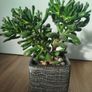 Gollum Jade succulent Image 5