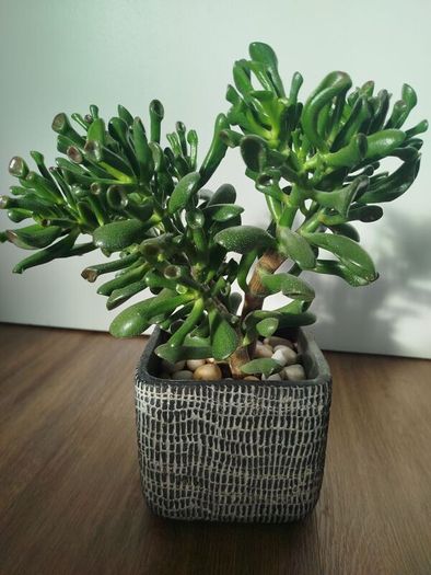 Gollum Jade succulent