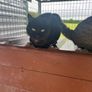 Cat adoption Image 4