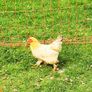 hens 15 each Image 4