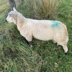 Charolais Cross Ram
