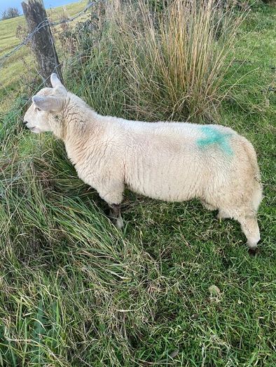 Charolais Cross Ram