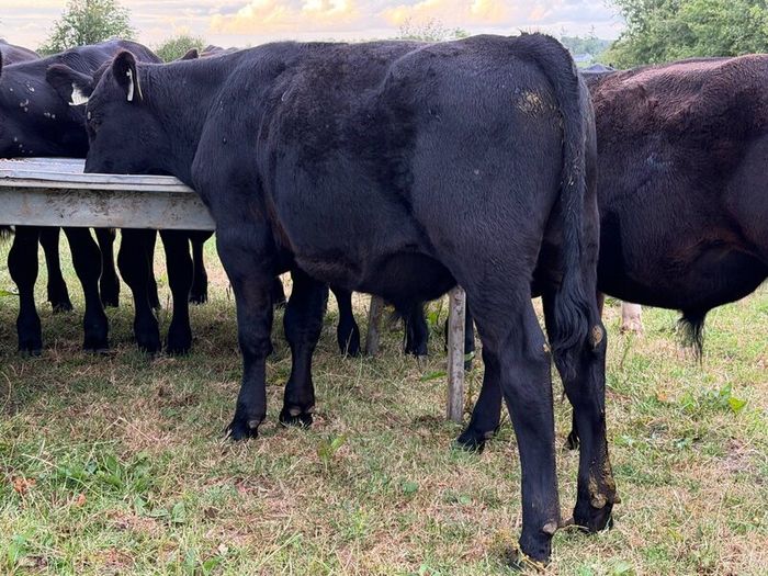 20 Aberdeen Angus Bull Weanlings