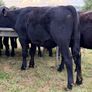 20 Aberdeen Angus Bull Weanlings Image 9