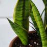 Sansevieria Set Image 3