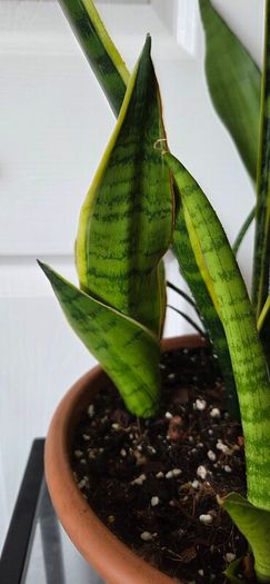 Sansevieria Set