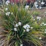 Grasses, New Zealand Iris Image 4