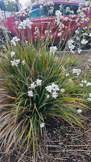 Grasses, New Zealand Iris
