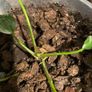 house plant Image 2
