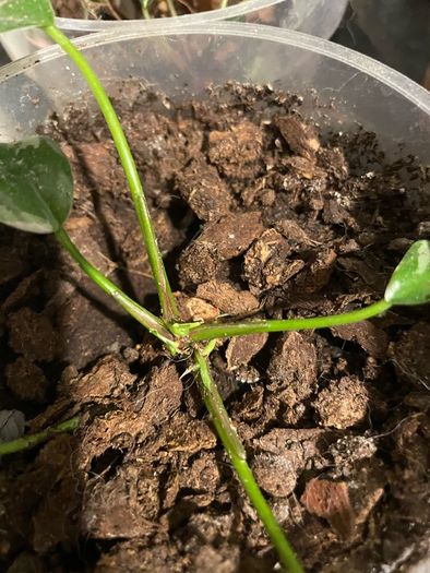 house plant