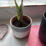 Healthy Baby snake plants available Image 2