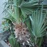 Chamaerops Excelsa - Trachycarpus fortunei wagnerianus Image 2