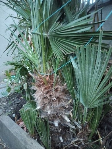 Chamaerops Excelsa - Trachycarpus fortunei wagnerianus