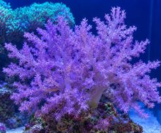 corals - kenya tree