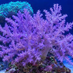 corals - kenya tree