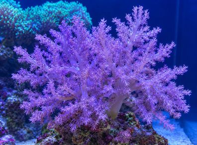 corals - kenya tree