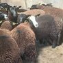 Ewe lambs Image 3