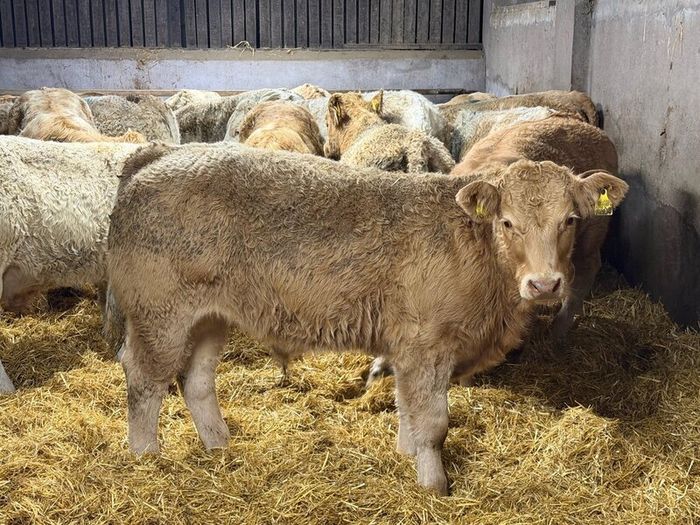 Charolais Weanlings