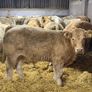 Charolais Weanlings Image 5