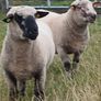 Hampshire Down  Pure bred and Cross bred rams Image 2