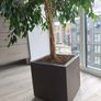 Ficus tree Image 3