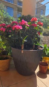 geraniums