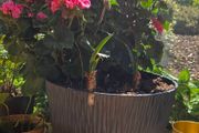 geraniums