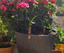 geraniums
