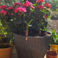 geraniums