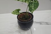 Syngonium Mojito Mottled - house plant - indoor plant