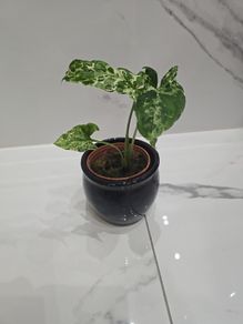 Syngonium Mojito Mottled - house plant - indoor plant
