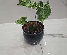 Syngonium Mojito Mottled - house plant - indoor plant