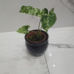 Syngonium Mojito Mottled - house plant - indoor plant
