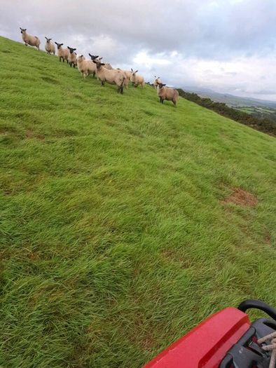 Ewe lambs for sale
