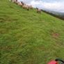 Ewe lambs for sale Image 5