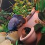 green terror blue dolfin cichlids to lovely fish Image 5