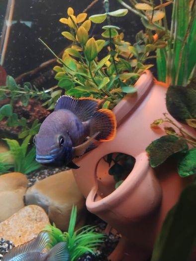 green terror blue dolfin cichlids to lovely fish