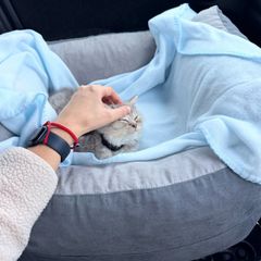 pet car seat