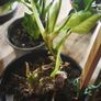 Philodendron Burle Marx Varigated Established Plant Rare Image 8