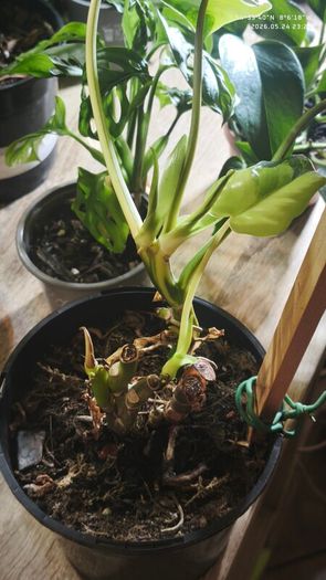 Philodendron Burle Marx Varigated Established Plant Rare
