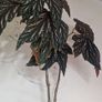 begonia Image 2